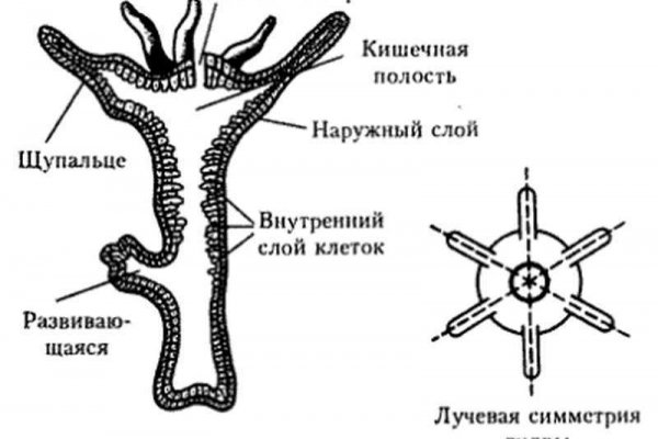 Блэк спрут оригинальная ссылка